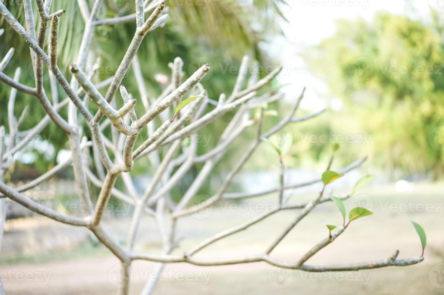 Fresh organic tree grow in the vegetable garden at backyard photo