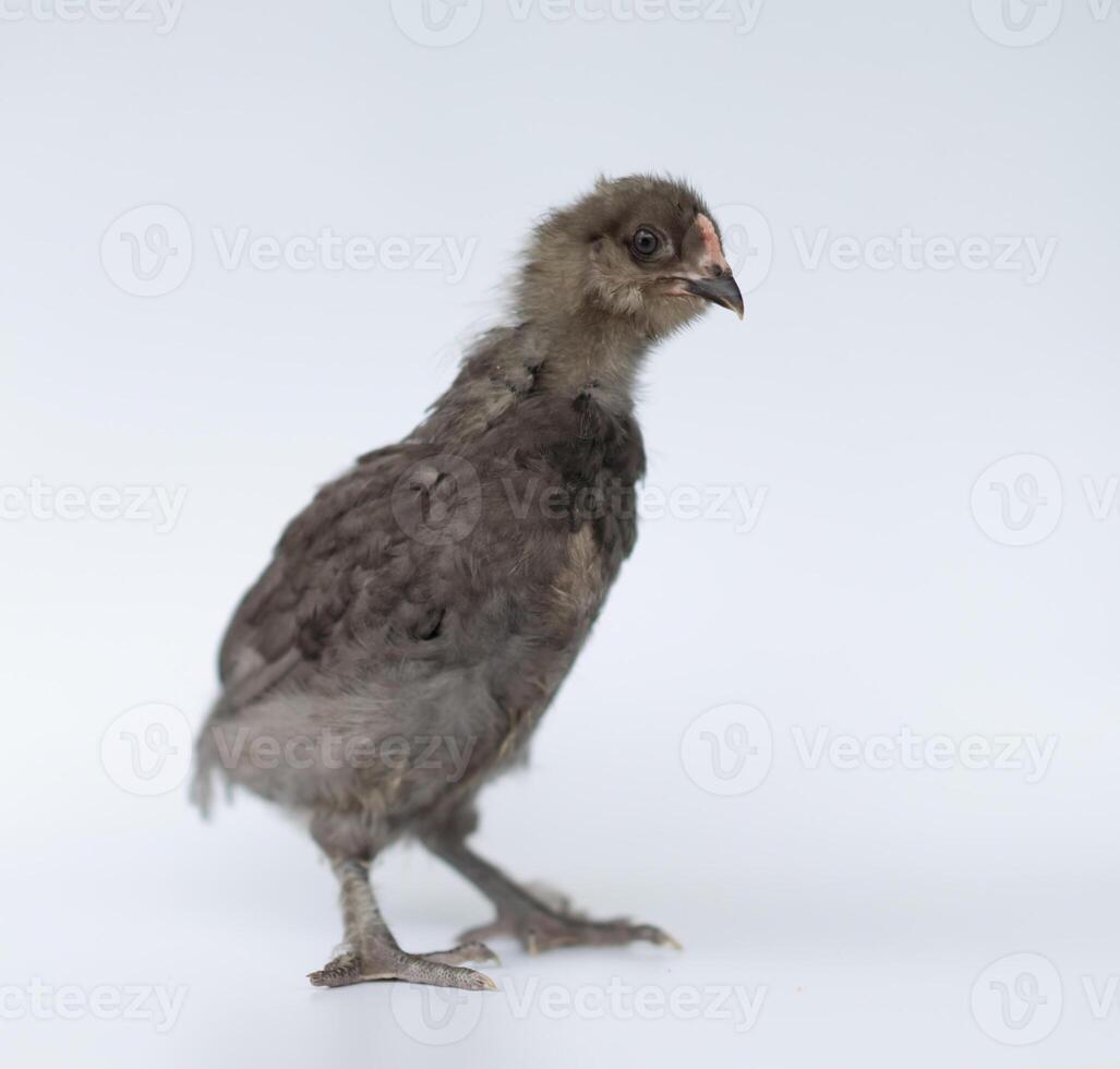 Brown color of little chick standing on a white background. photo