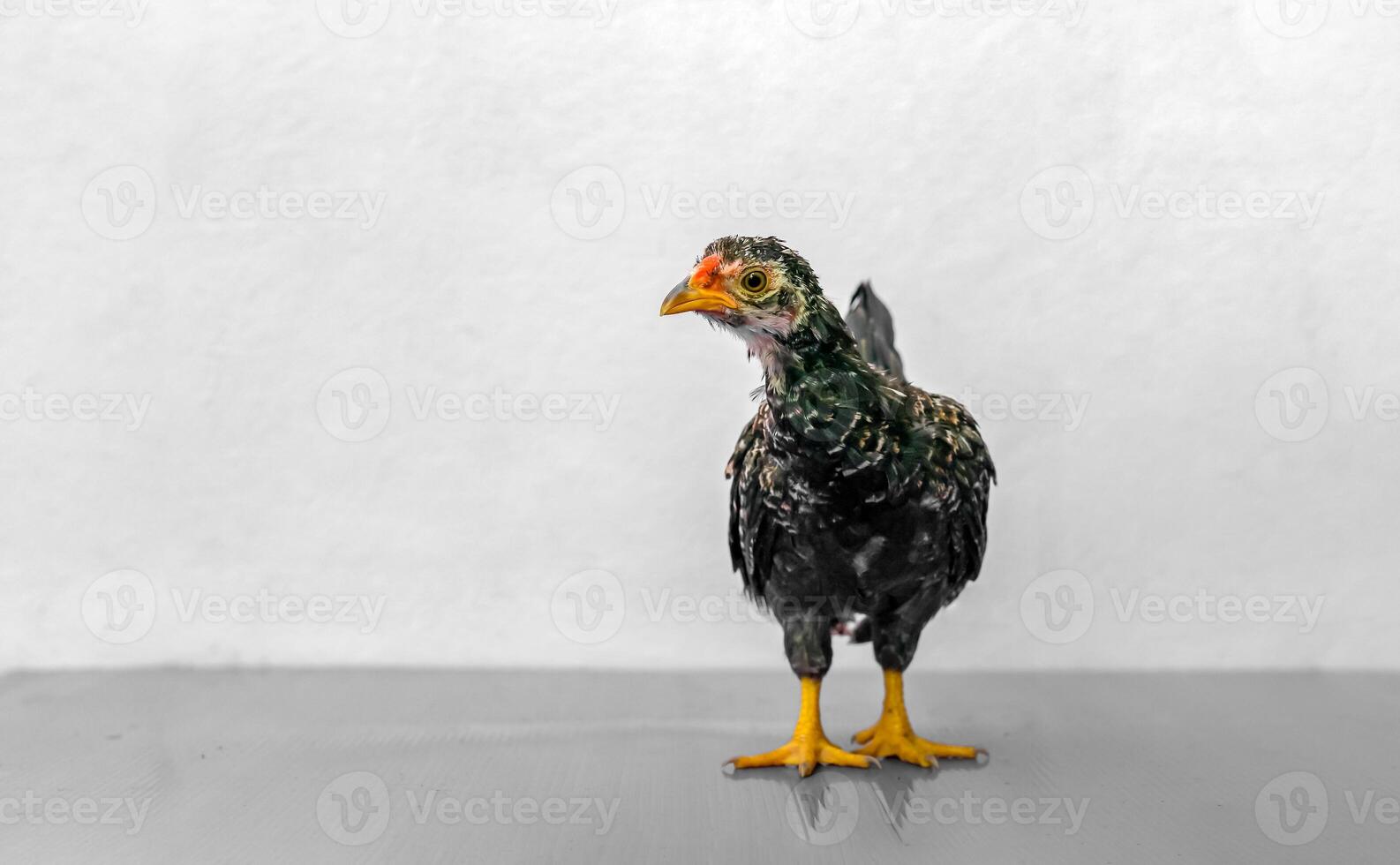 Black Chick is standing on purple gray table in outdoor light. photo