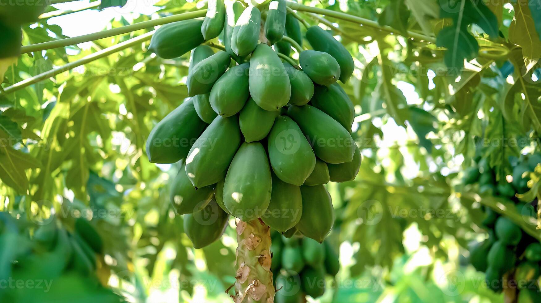 A papaya tree with several wavy green leaves bears many unripe fruits. photo