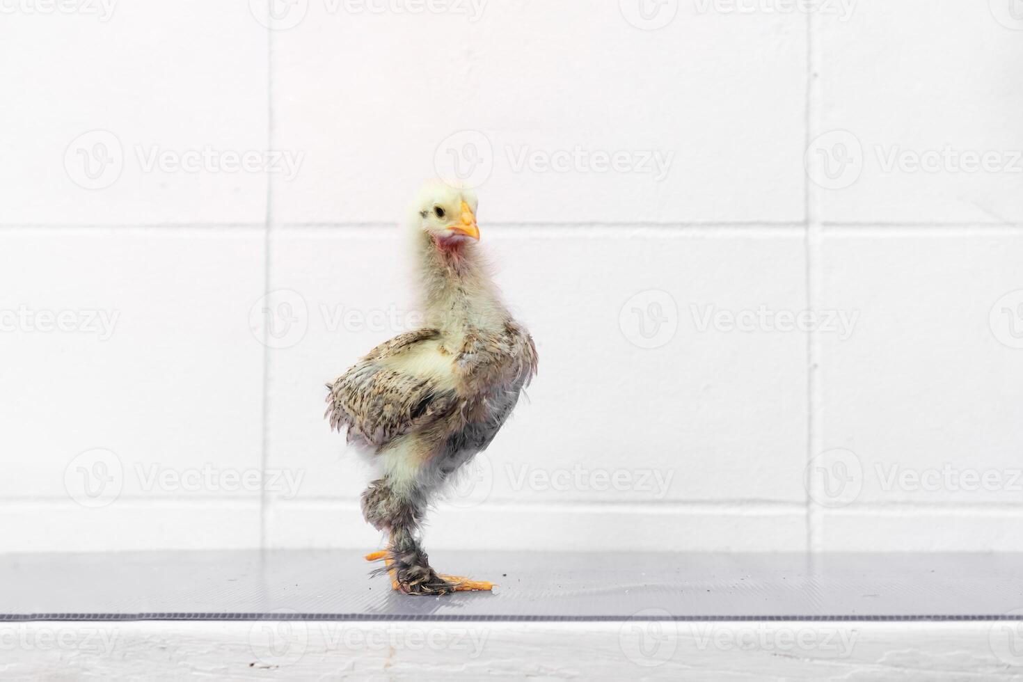White Chick is standing on purple gray table in outdoor light. photo