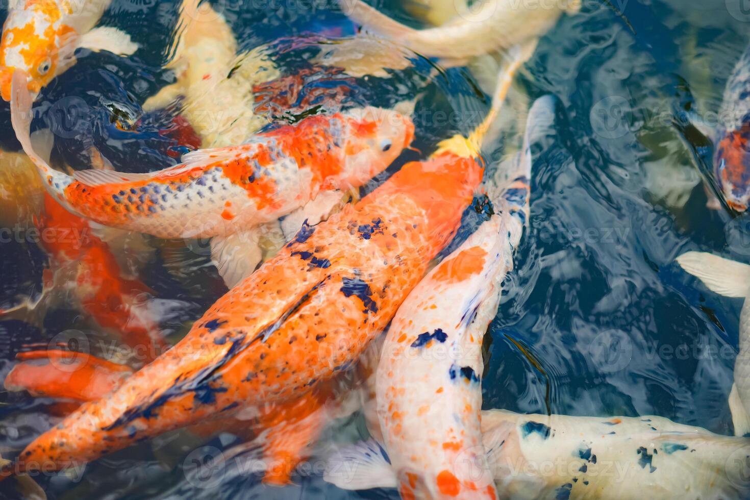 A variety and fancy carp fish with red yellow orange black gold and silver colour swim in the large water tank with refection surface at outdoor field. photo