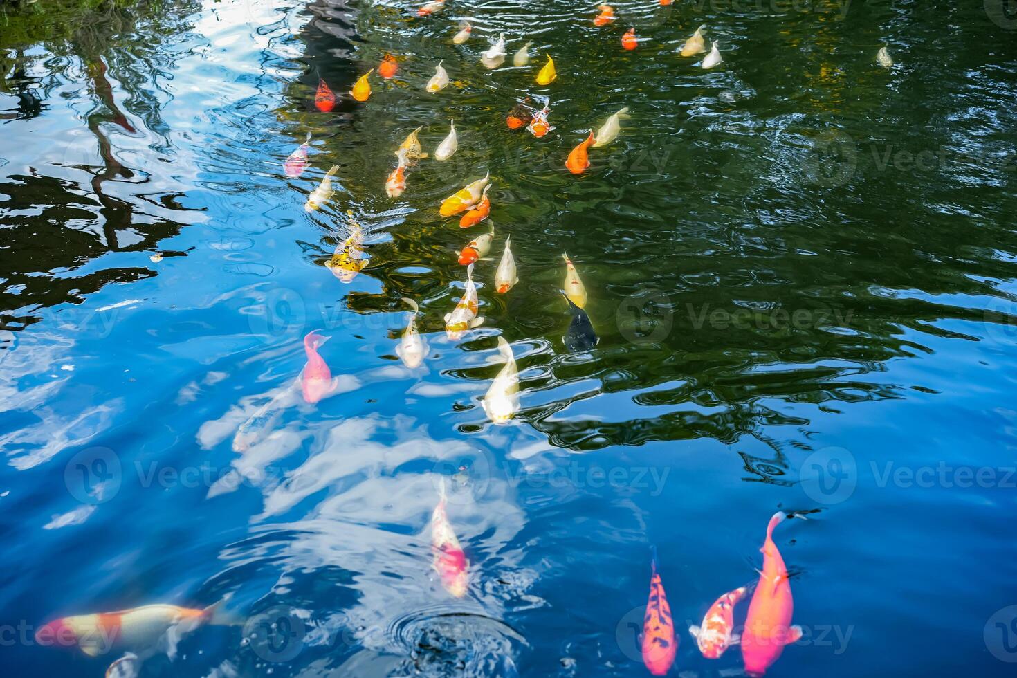 A variety and fancy carp fish with red yellow orange black gold and silver colour swim in the large water tank with refection surface at outdoor field. photo