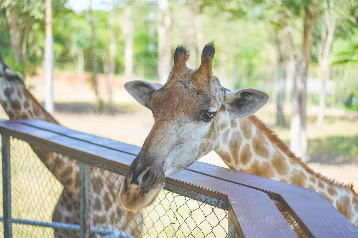 Close up of a giraffe in front of some green trees, looking at the camera. Curious giraffe looks at you head shot close up portrait. photo