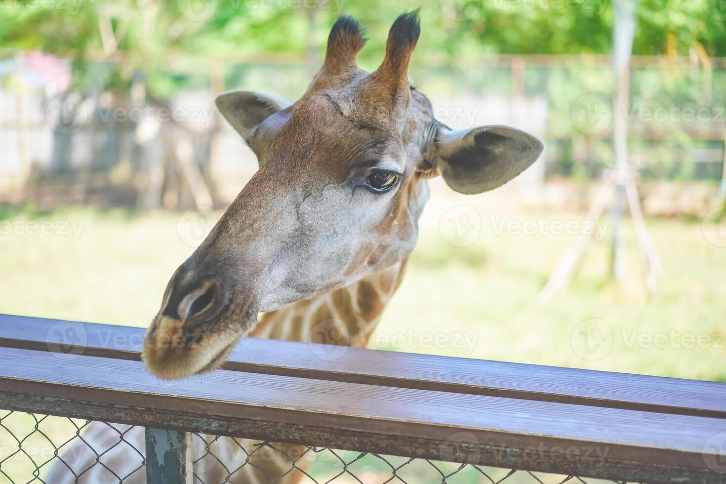 Close up of a giraffe in front of some green trees, looking at the camera. Curious giraffe looks at you head shot close up portrait. photo