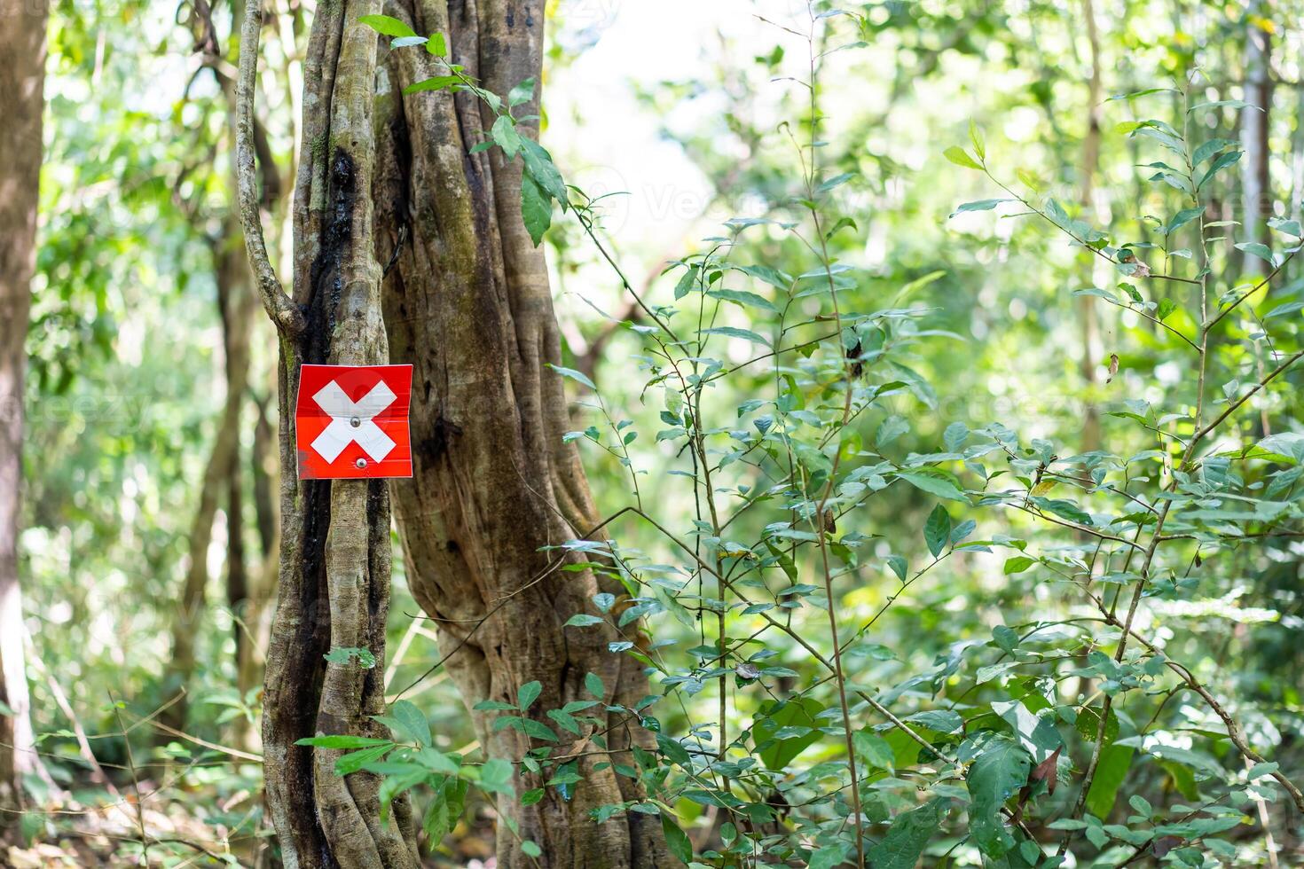 Shot of trunk of tree with a white x sign painted on the red board. One tree in green forest marked with white X. photo