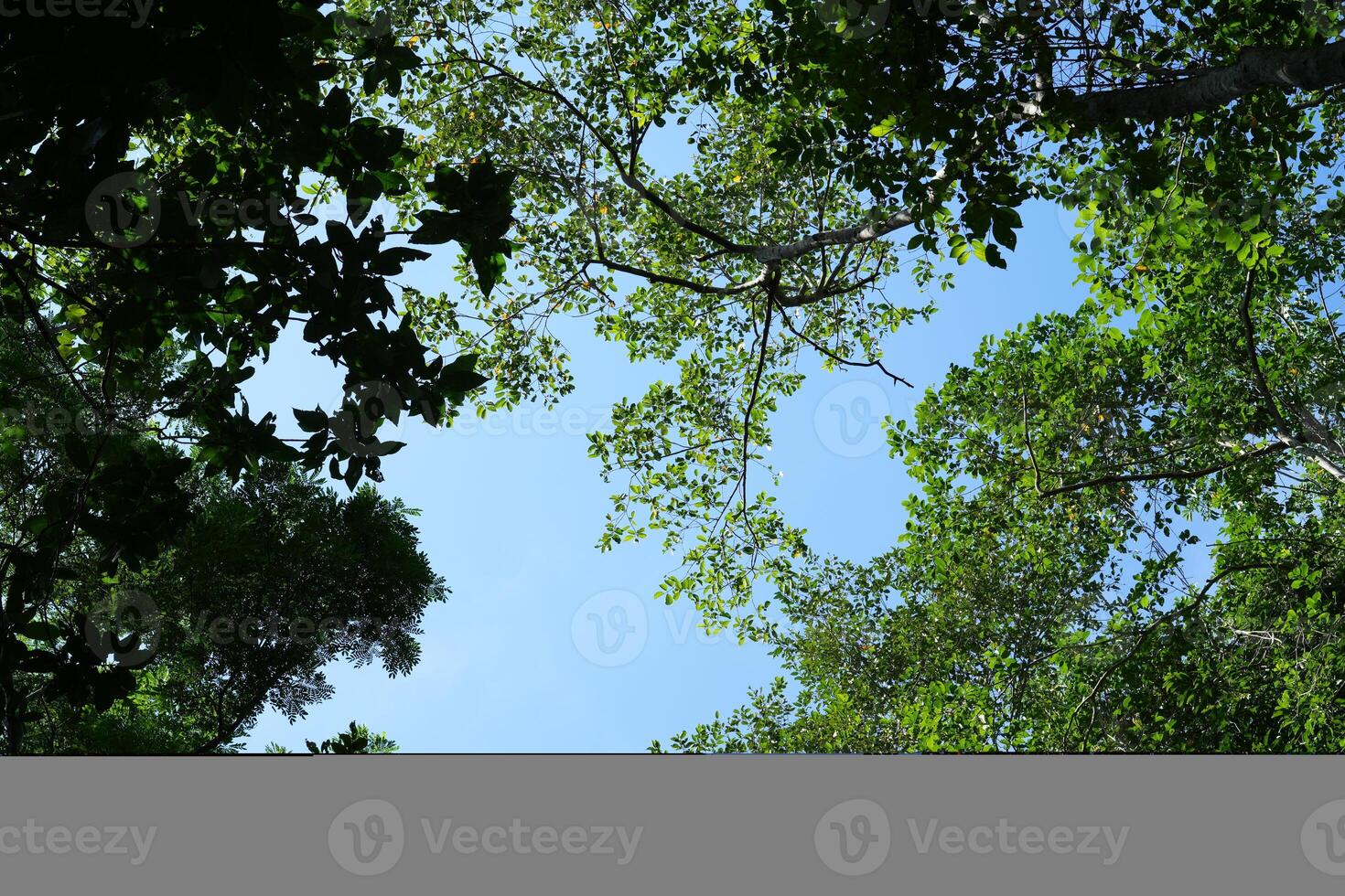 Nature tree environment and abundant forest with the Sun Day in Thailand. photo