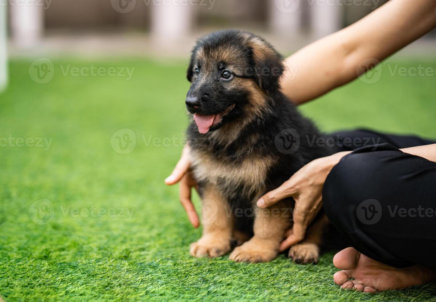a lovable Alsatian German Shepherd puppy is seen joyfully romping on a field of lush green grass, bringing smiles to all who witness its playful antics. photo