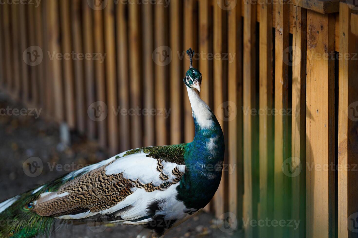 bright peacock head is a stunning sight to behold. The vibrant colors and intricate details of the feathers are clearly visible, showcasing the beauty and majesty of this stunning bird photo