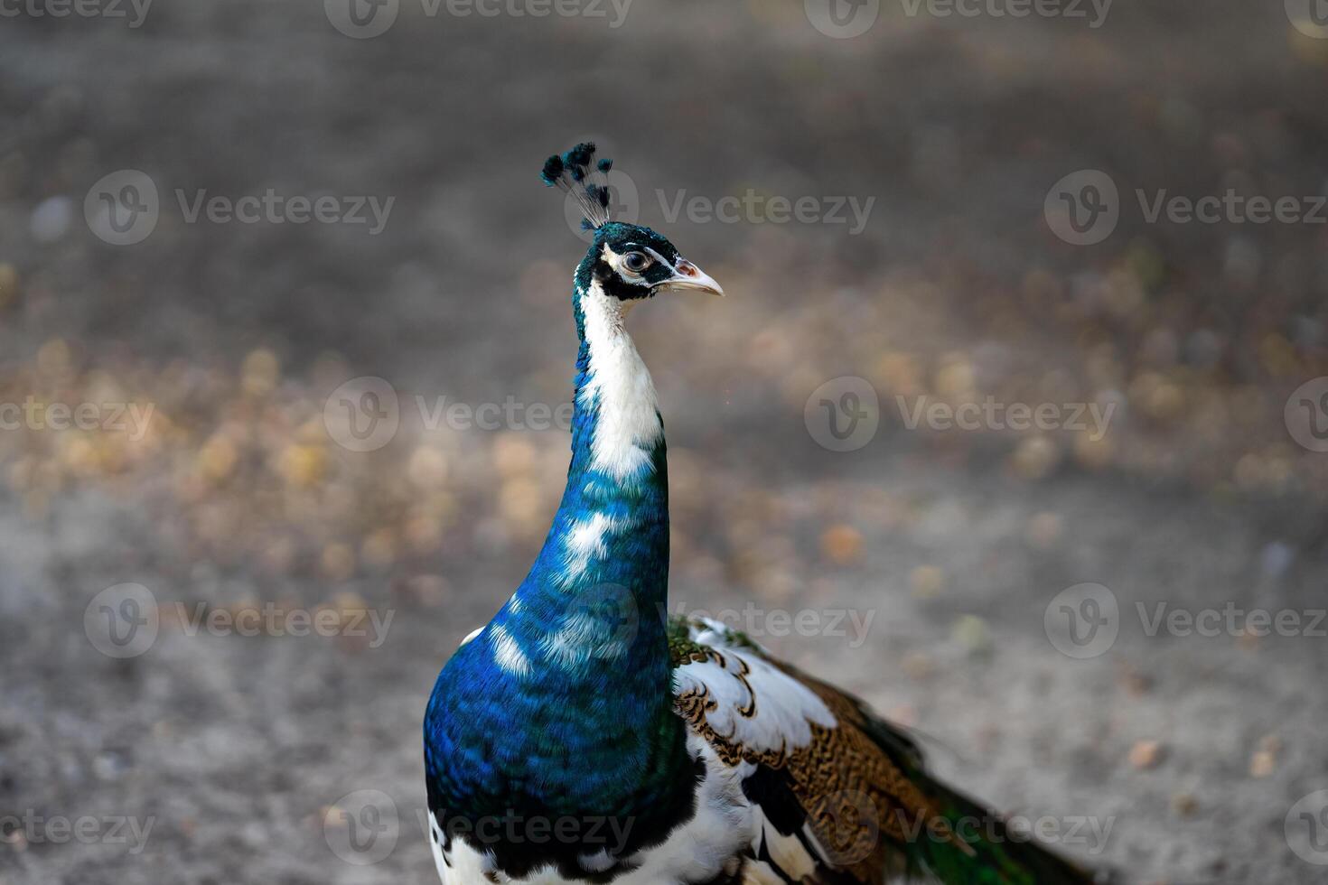 bright peacock head is a stunning sight to behold. The vibrant colors and intricate details of the feathers are clearly visible, showcasing the beauty and majesty of this stunning bird photo