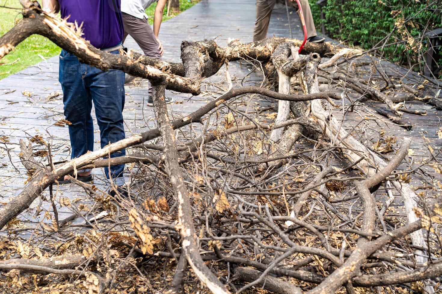 Asian worker saw log, dead tree to small pieces for next process. photo