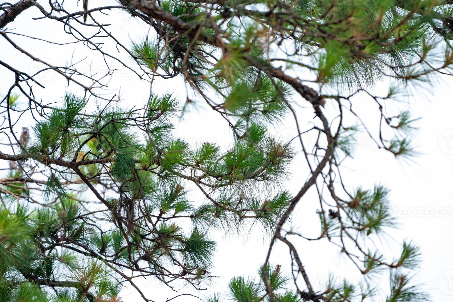 Pine cones on the tree, shoot from bottom view with sky background. photo
