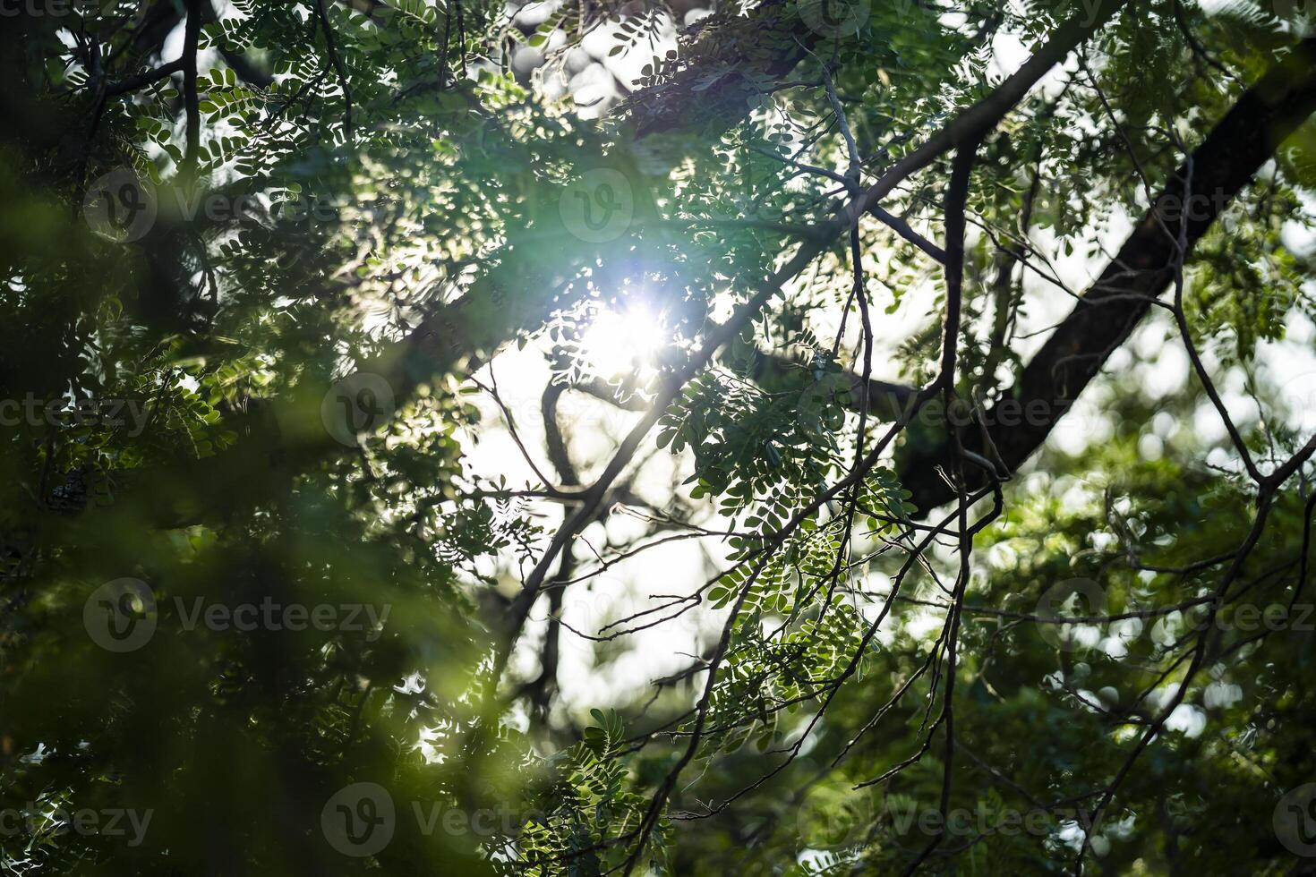 Tree leaf and branch flare light from above of the tree for Nature Background. photo