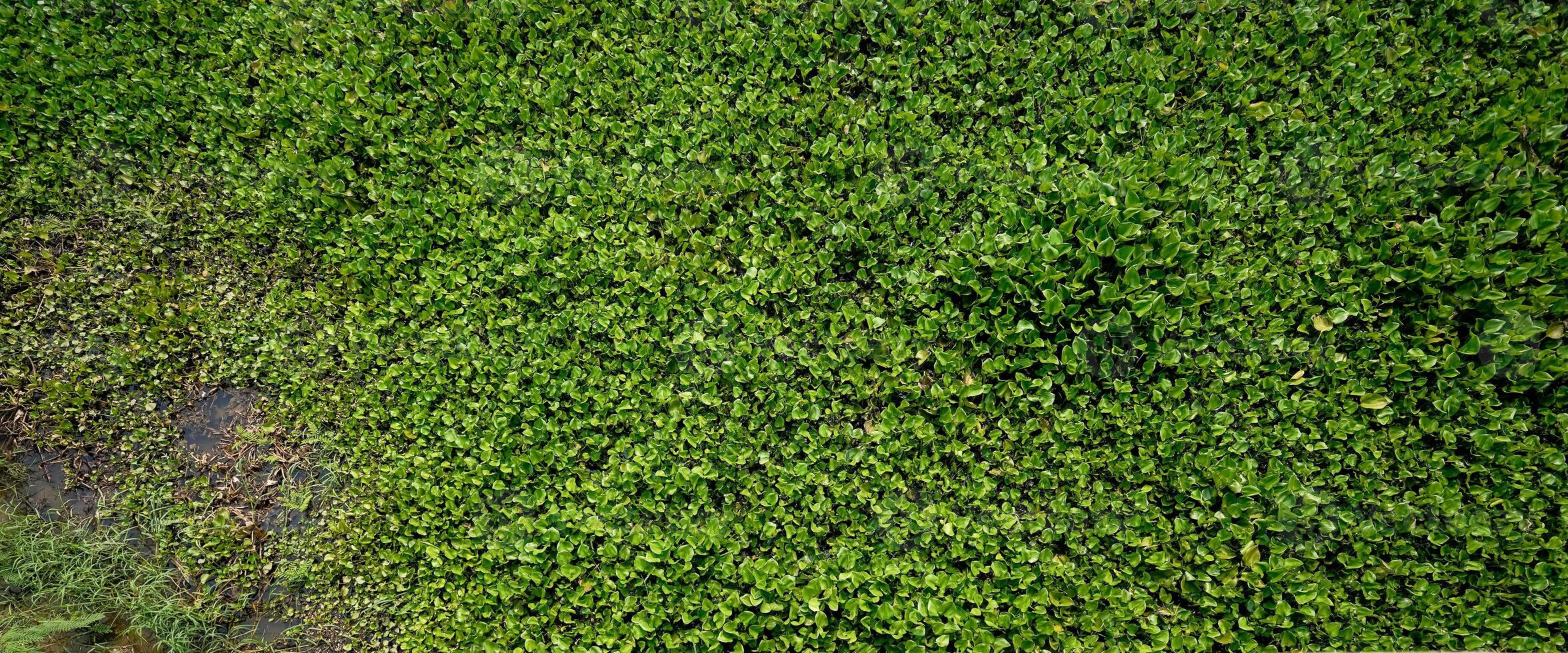 The Water Hyacinth is covering all the river and obstructing water flow. That is the one of water pollution. photo