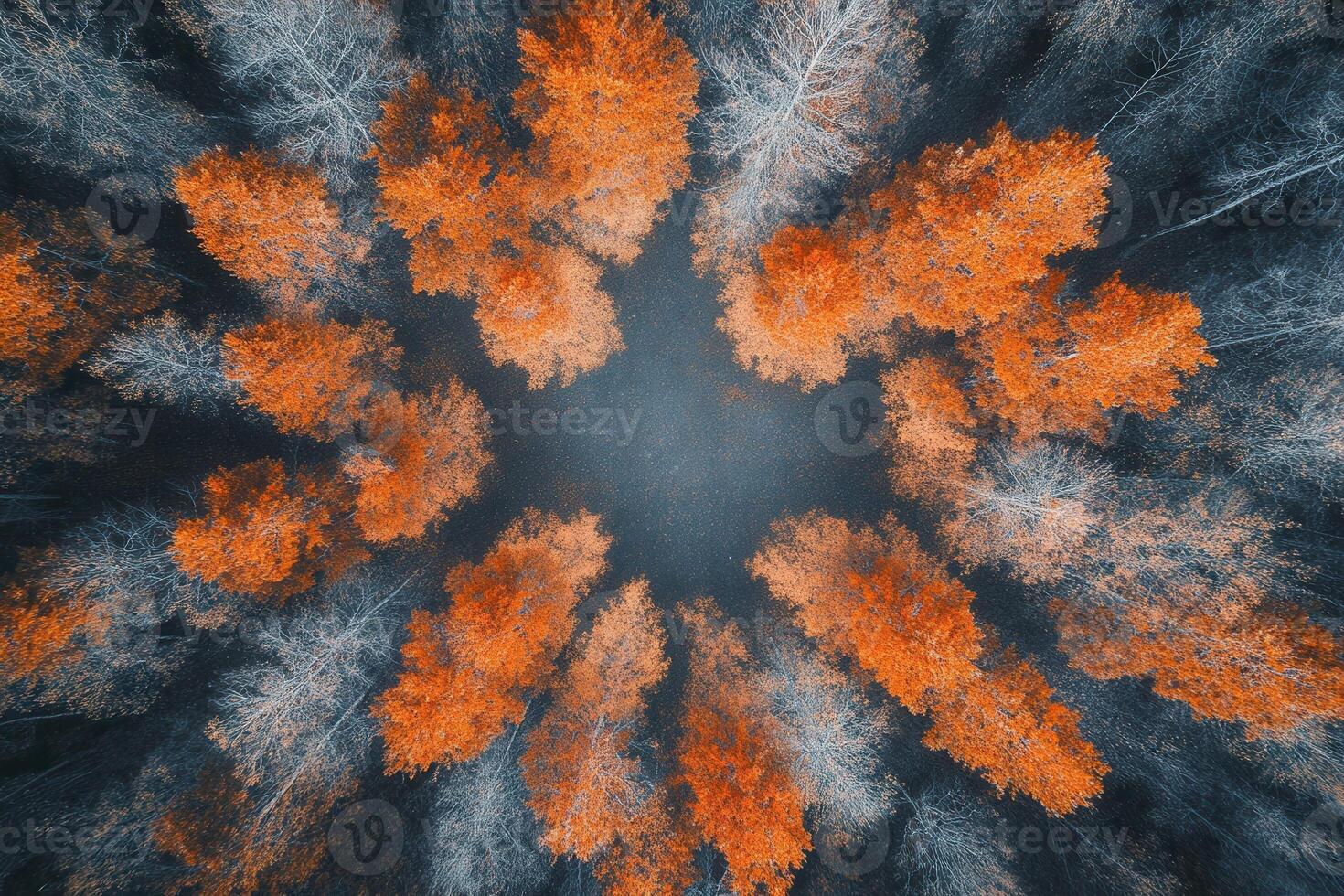 Aerial view of autumn forest trees forming a circle. photo