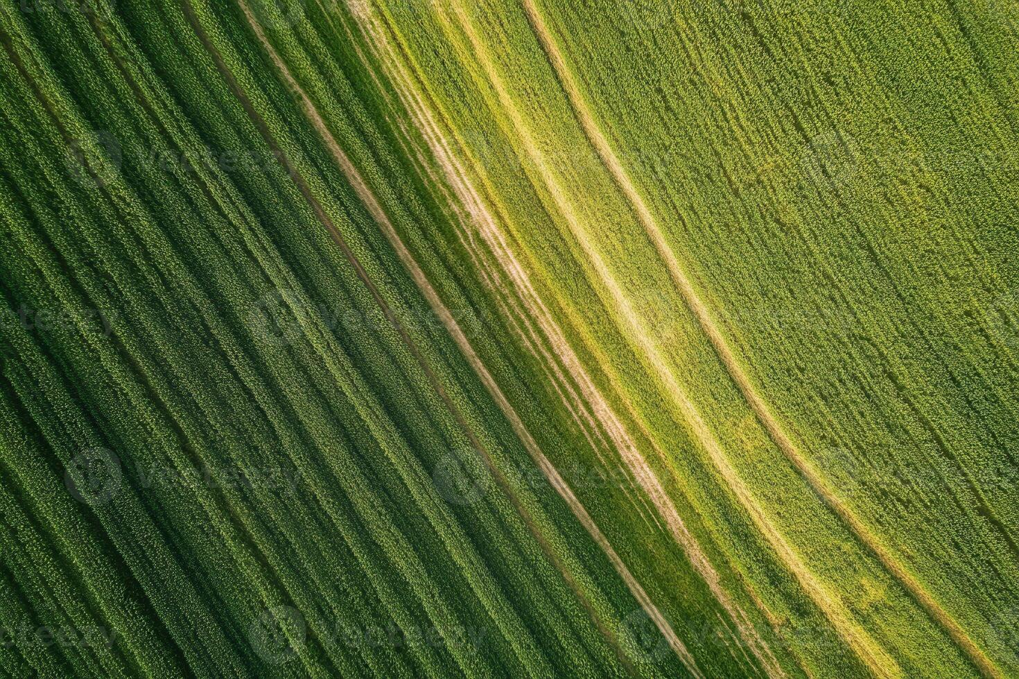 Aerial view of diagonal green field lines. photo