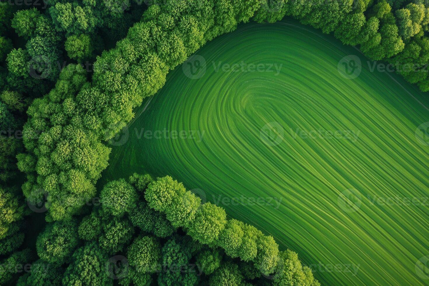 Aerial view of vibrant green field curved lines surrounded by lush forest. photo