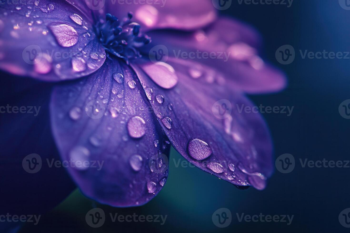 Close-up of a purple flower with water droplets. photo