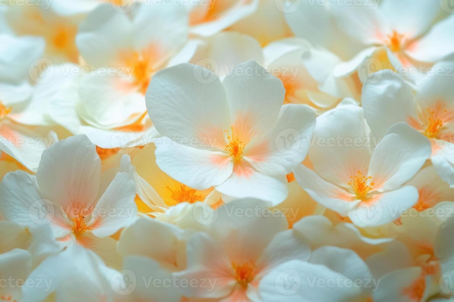Close-up of delicate white flowers with orange centers, creating a soft and textured background. photo