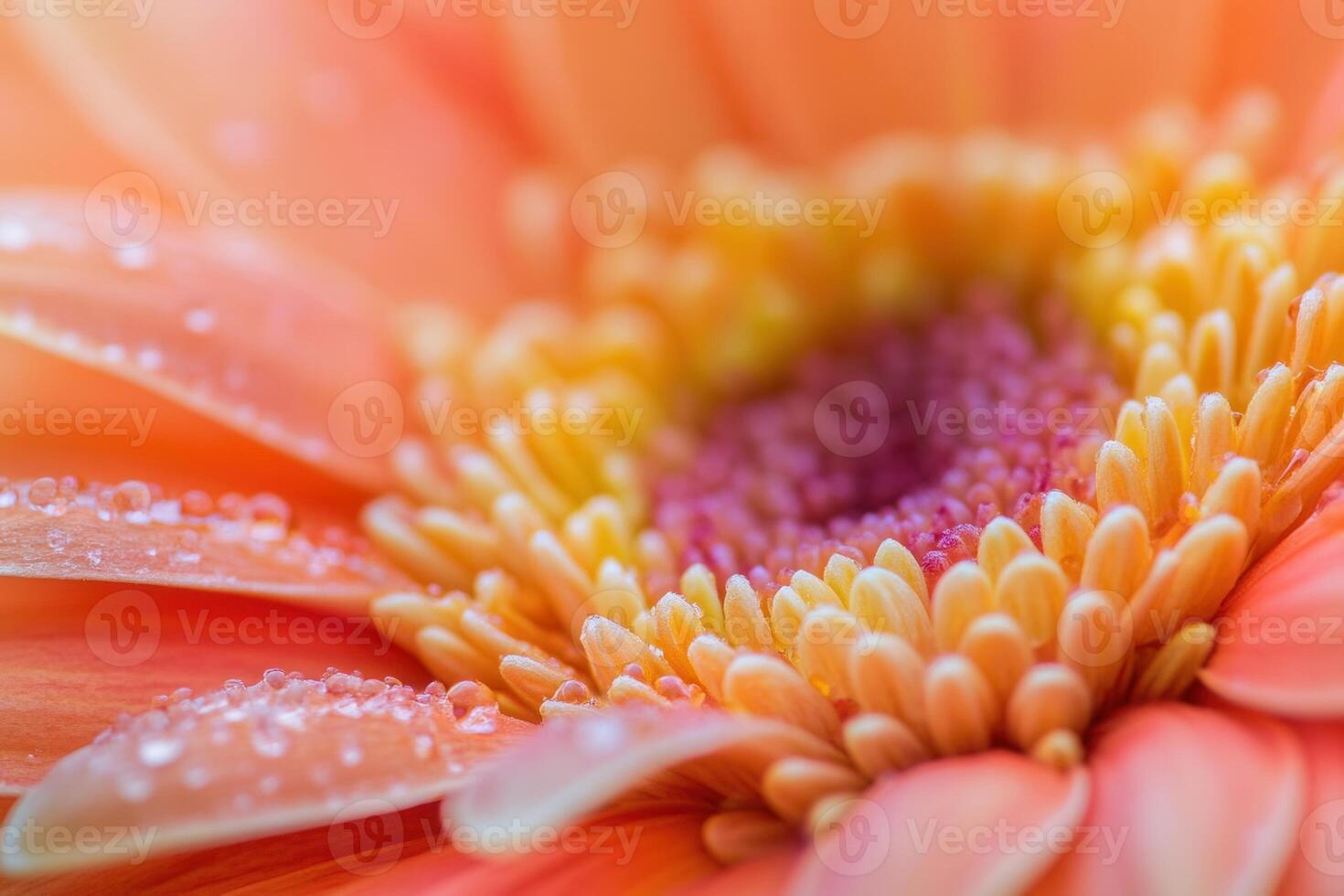 Close-up of an orange gerbera daisy with water droplets. photo