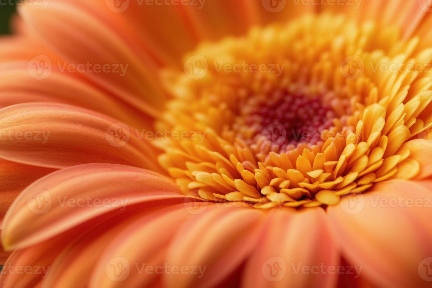 Close-up of a vibrant orange gerbera daisy, showcasing its delicate petals and intricate center. photo