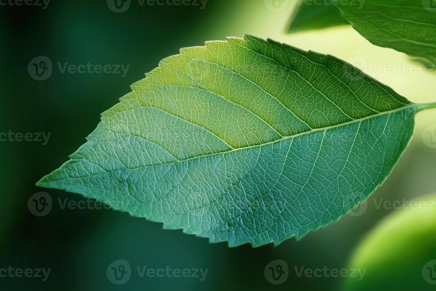Close-up of a single, vibrant green leaf with detailed veins, illuminated by sunlight against a blurred background. photo