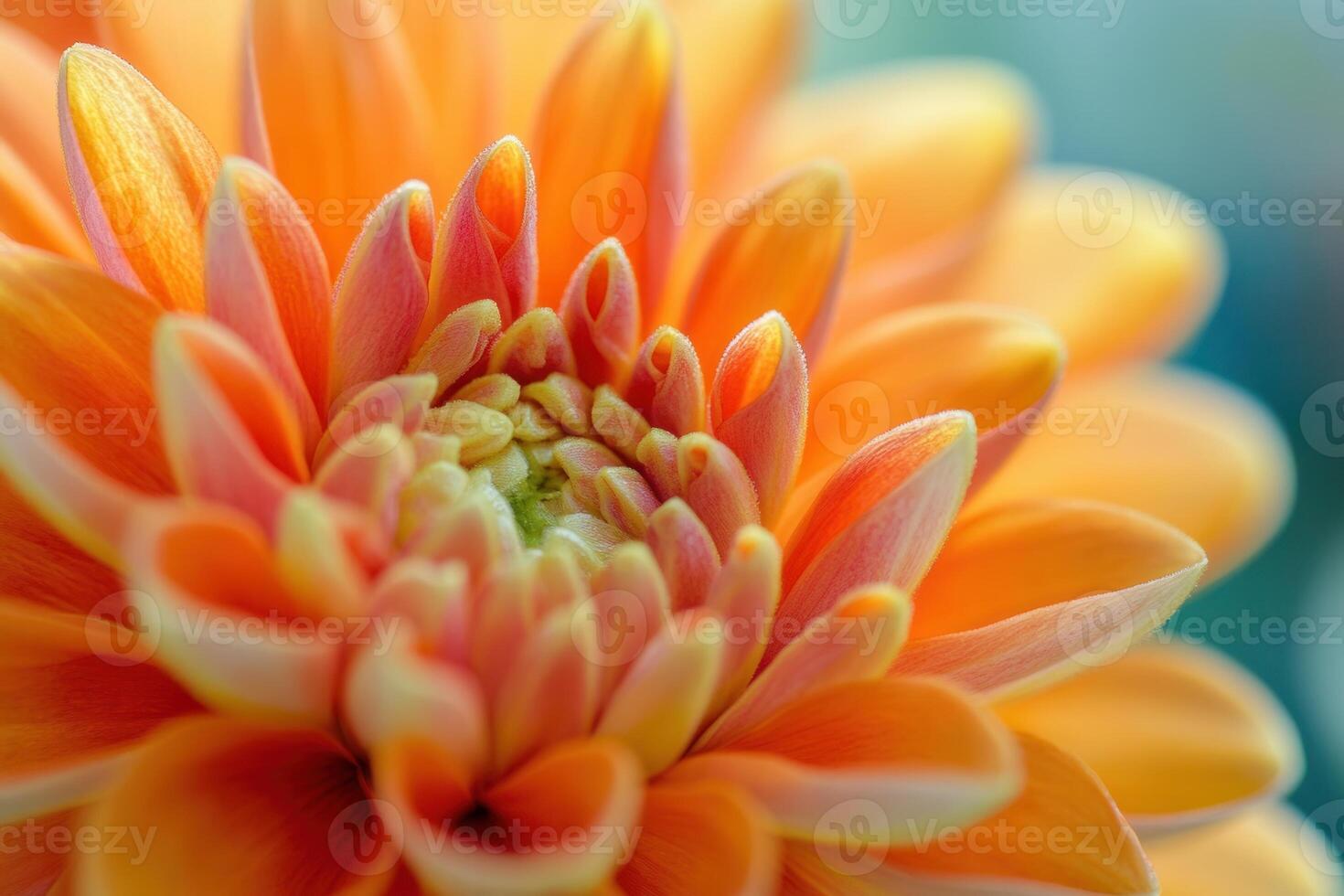 Close-up of a vibrant orange dahlia flower with delicate petals. photo