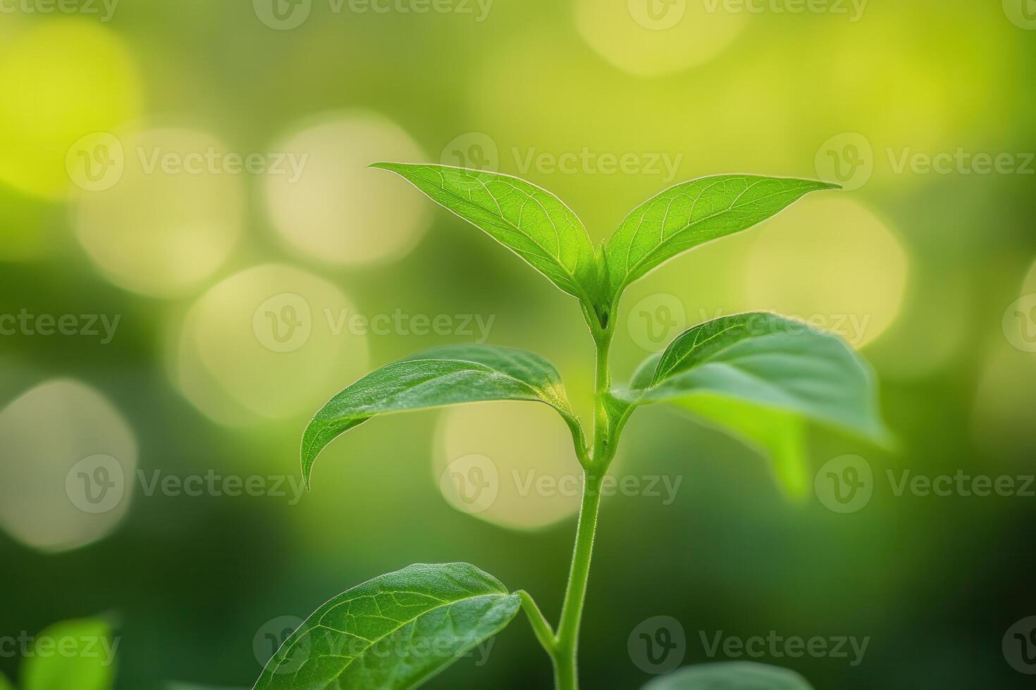 Close-up of a vibrant green sprout against a bokeh background. photo
