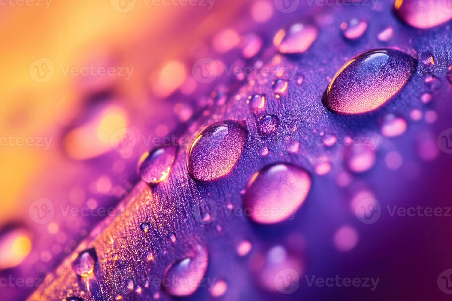 Close-up of dew drops on a vibrant purple petal with warm lighting. photo