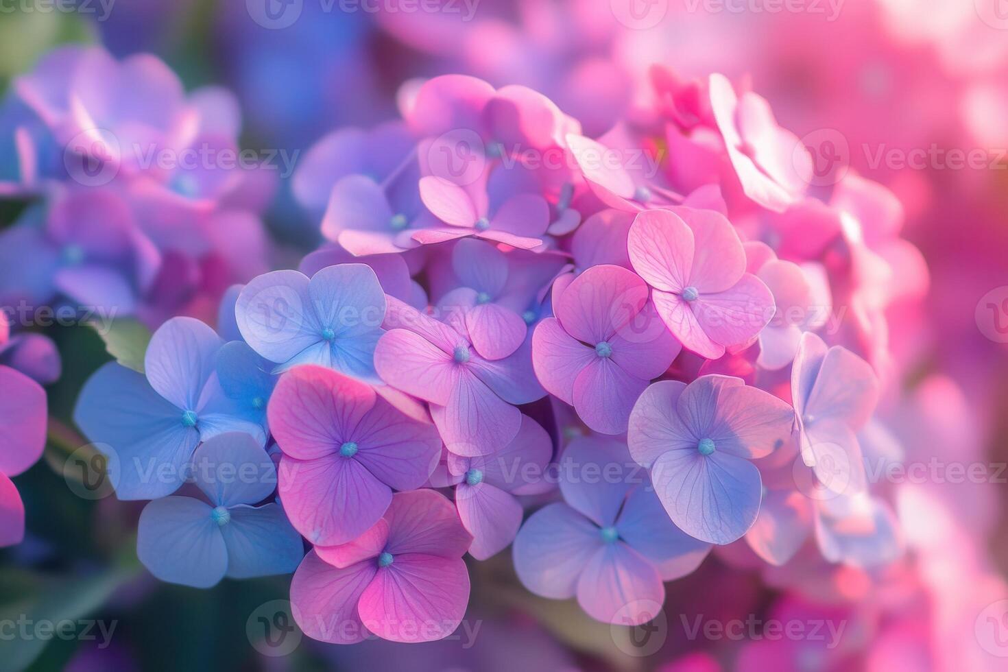 Close-up of vibrant pink and blue hydrangea blossoms. photo