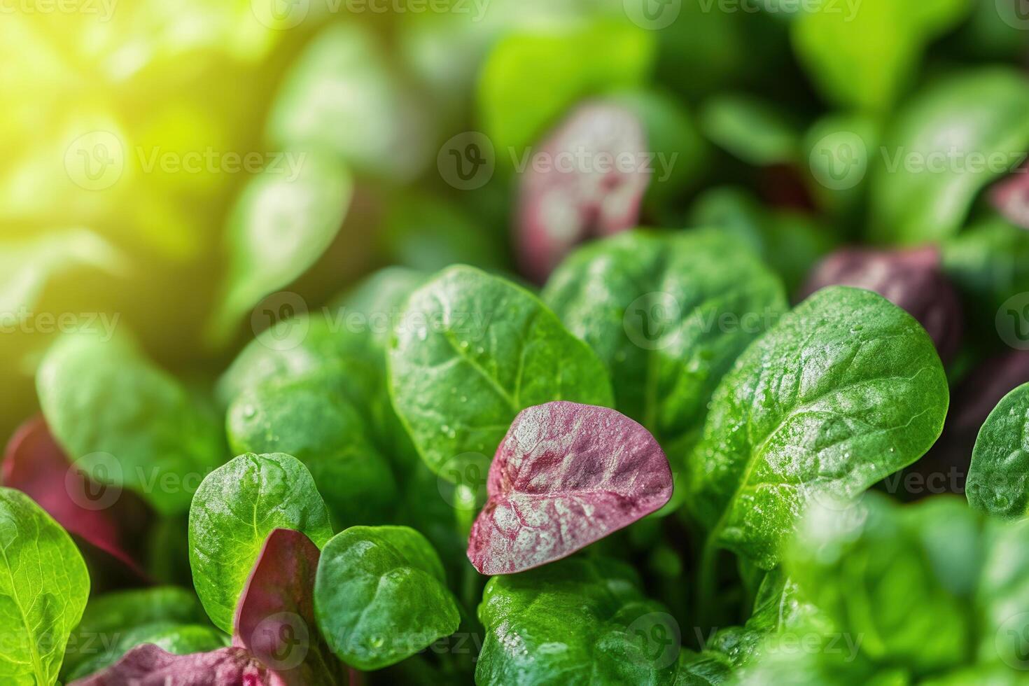 Close-up of vibrant green and red spinach leaves glistening with morning dew under sunlight. photo