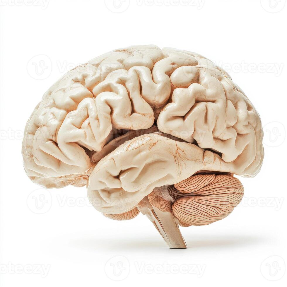 isolated human brain on a clean white background, designed as a medical study model photo