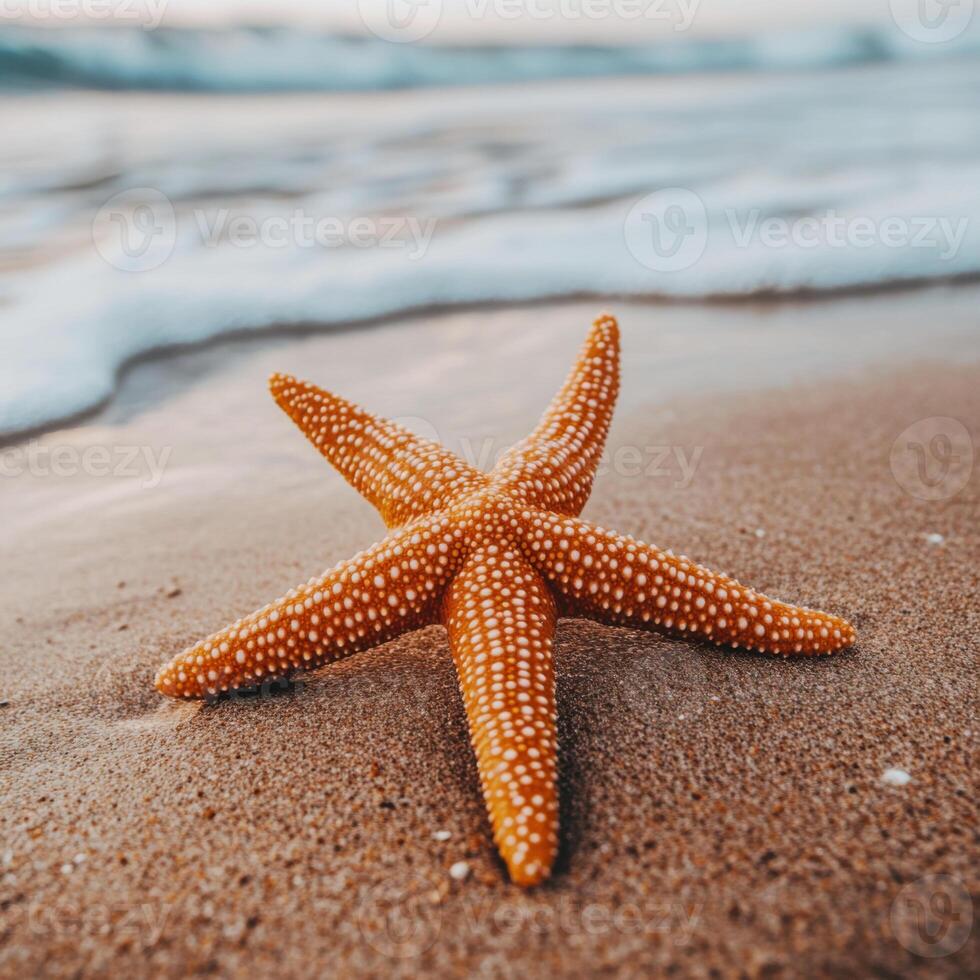 A close-up of a sea star starfish resting on the sand of a beach photo