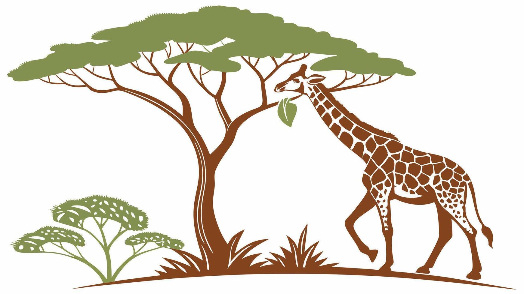 Giraffe Eating Leaves from Tall Acacia Tree vector