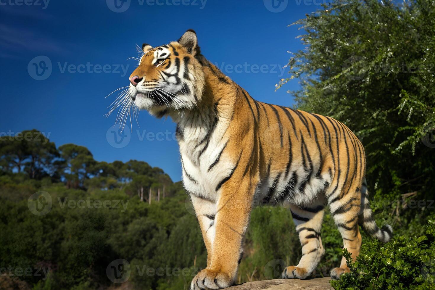 Majestic Tiger in the Jungle Apex Predator in its Natural Habitat photo
