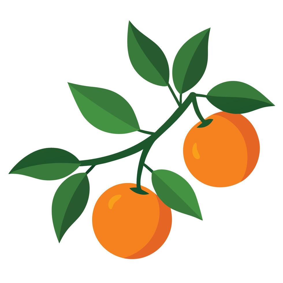a branch with ripe mandarins and green leaves on w vector
