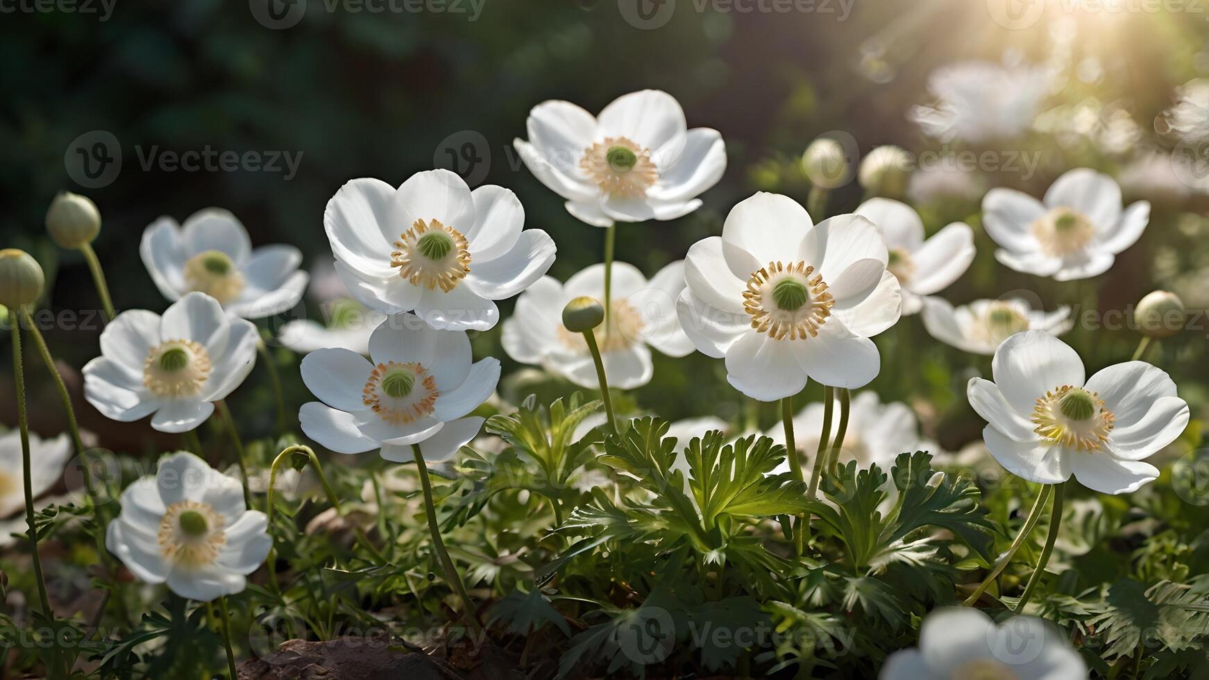 Sunlit White Anemones Blooming in Summer Garden photo