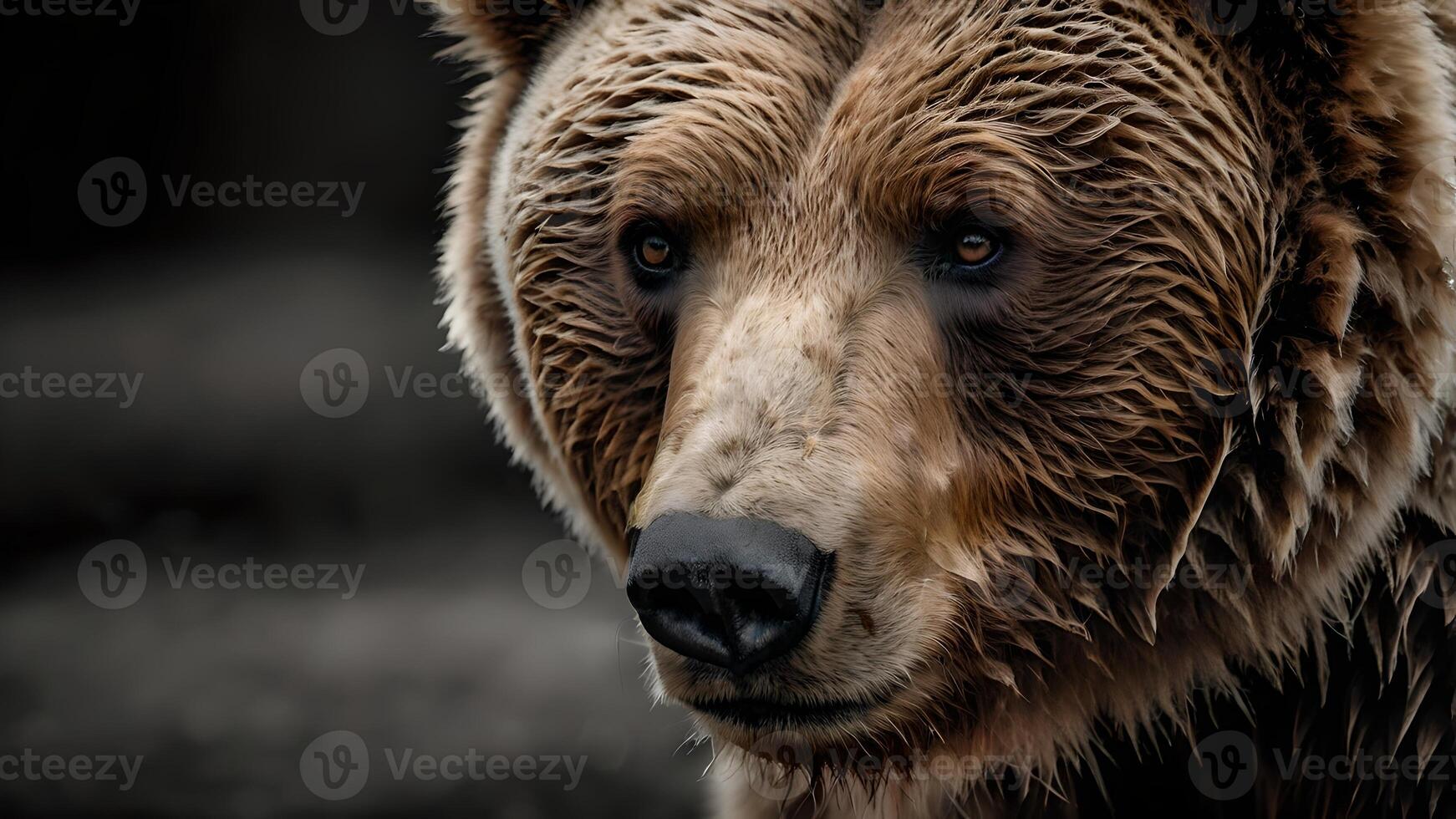 Majestic Brown Bear Close Up Portrait in Dark Forest photo