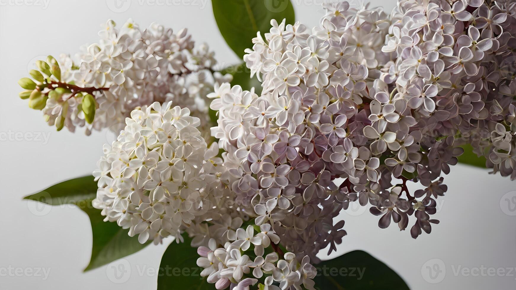 Delicate White Lilac Blossoms on Soft White Background photo