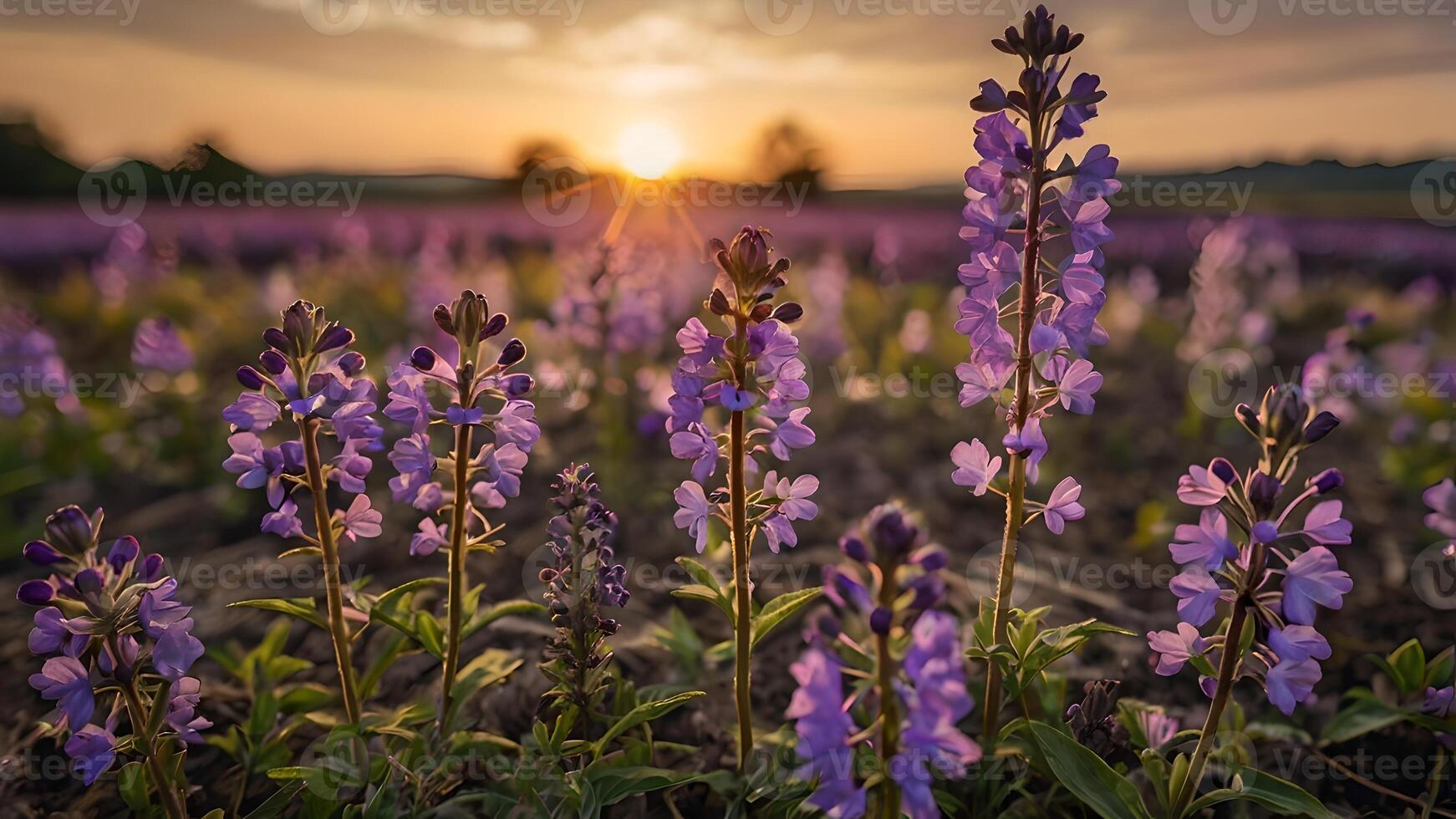 Purple Flowers Sunset Field Bloom photo