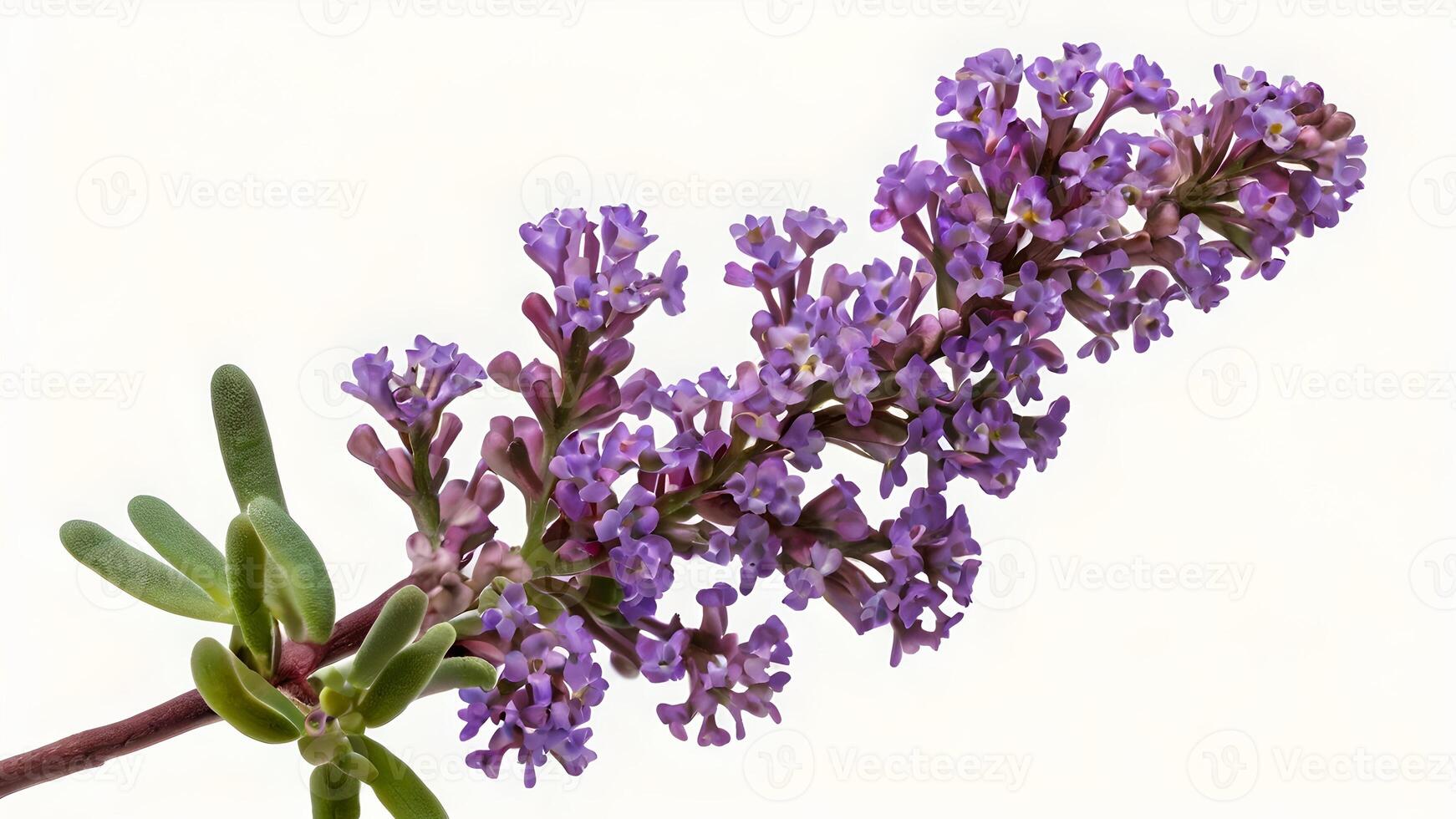 Vibrant Purple Limonium Branch Isolated on White photo