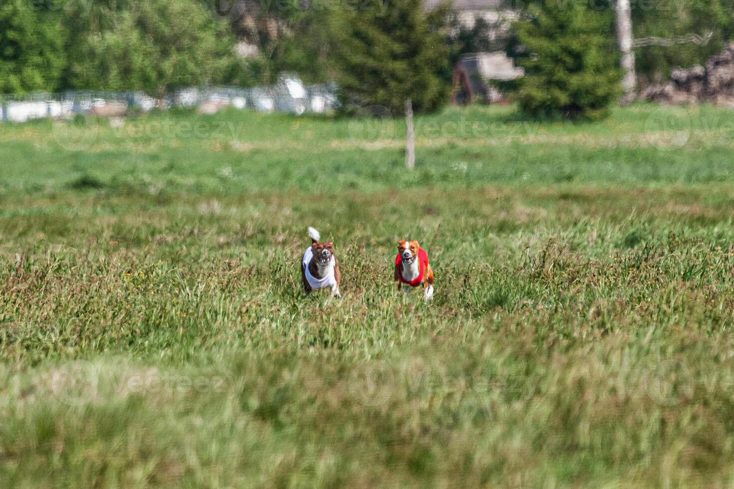 Two basenji dogs running in red and white jacket on coursing competition photo