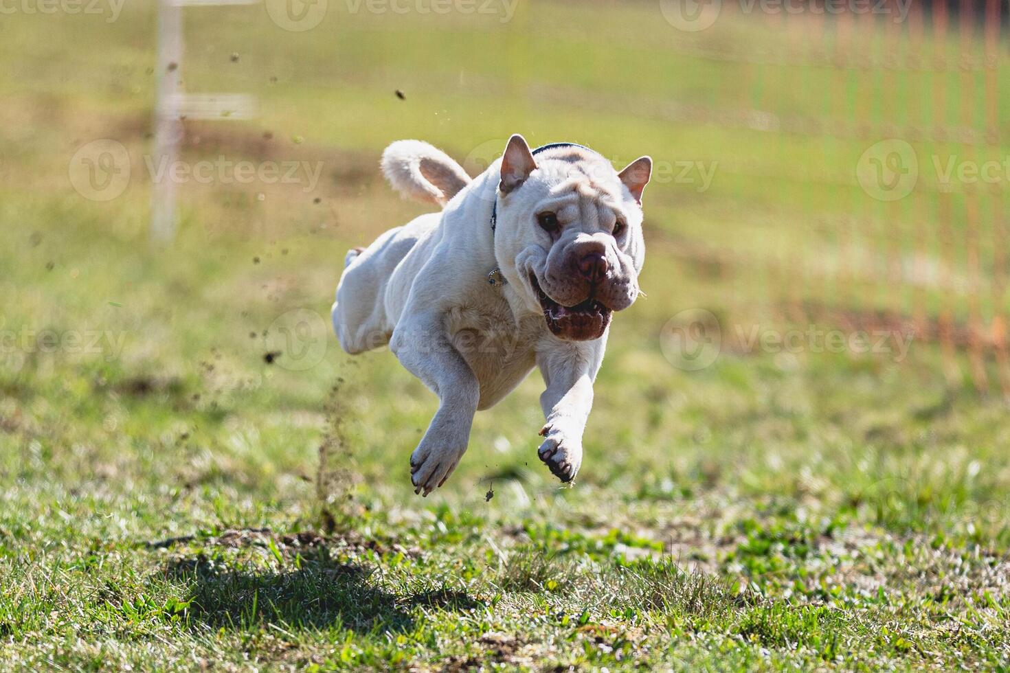 Shar Pei dog running straight on camera and chasing coursing lure on green field photo