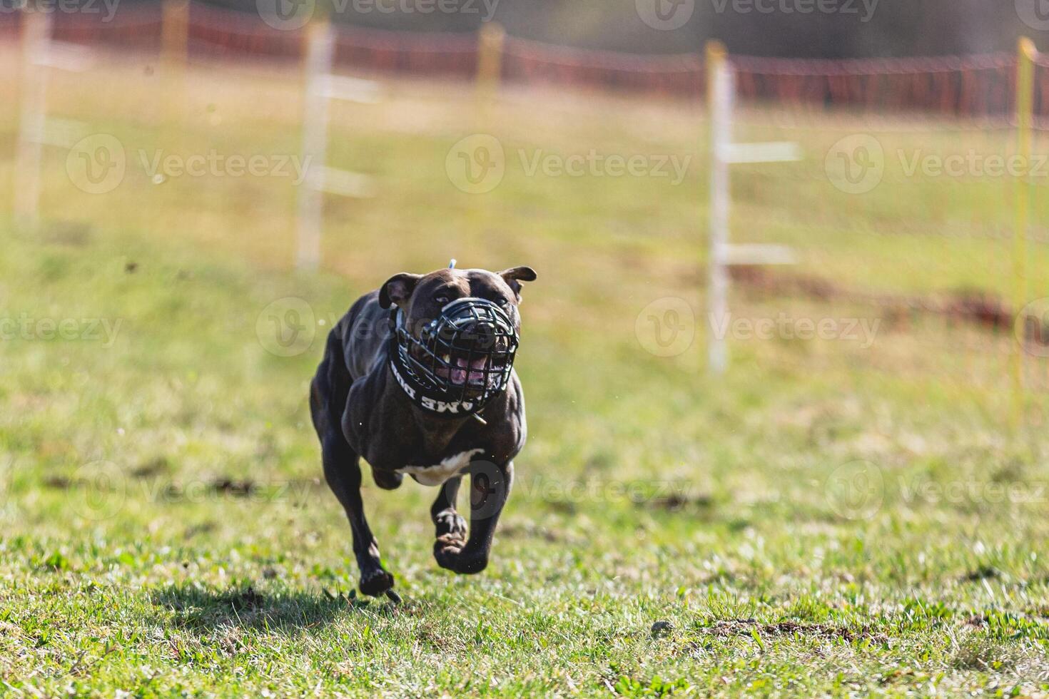 Staffordshire Bull Terrier running straight on camera and chasing coursing lure on green field photo