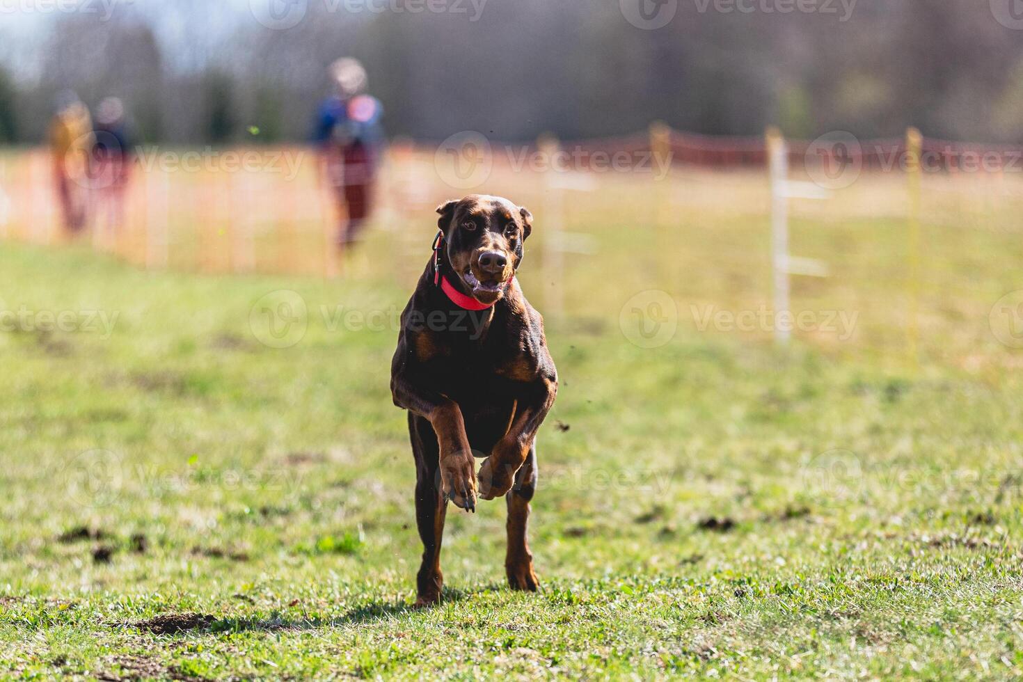 Dobermann dog running straight on camera and chasing coursing lure on green field photo