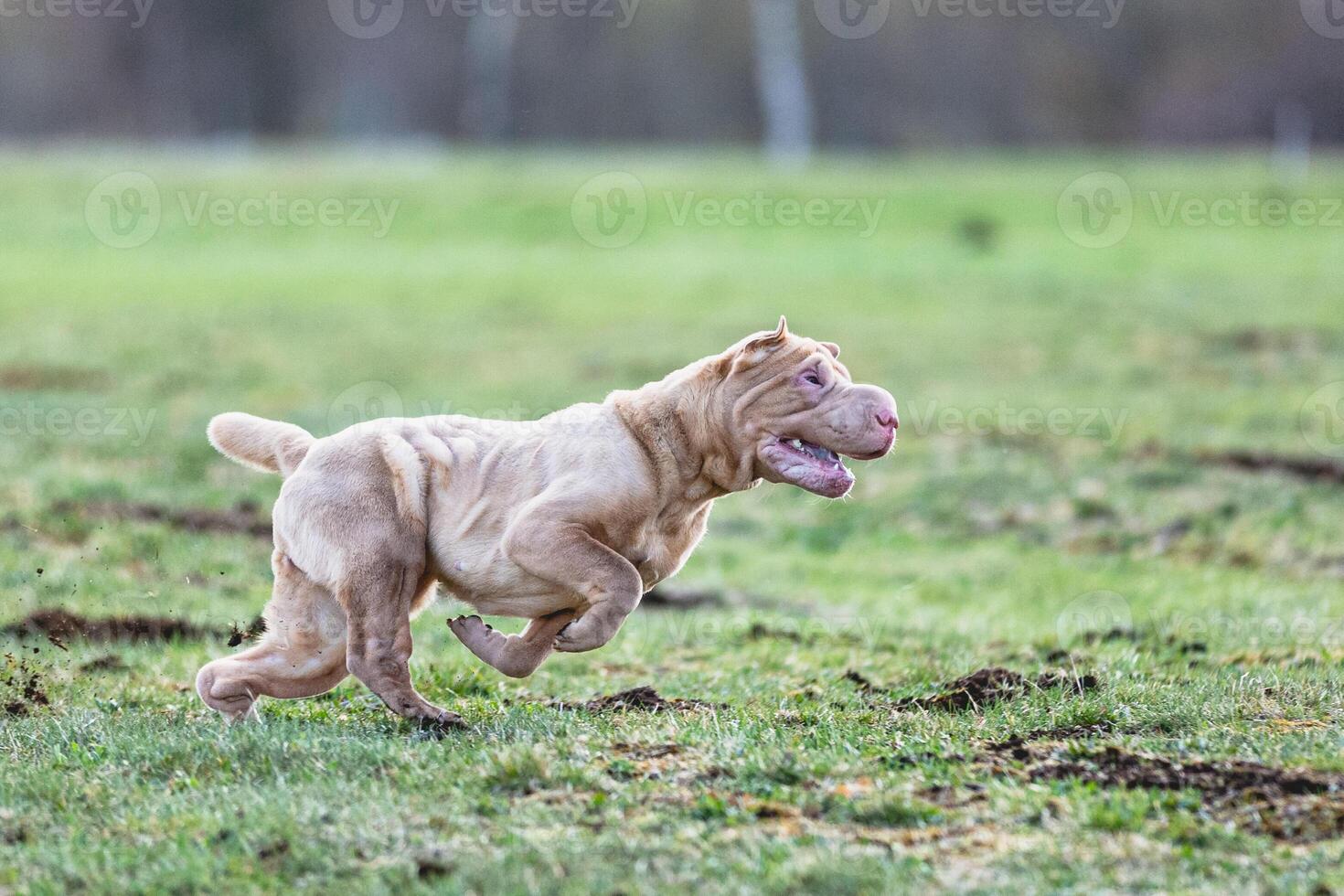 Shar Pei dog running straight on camera and chasing coursing lure on green field photo