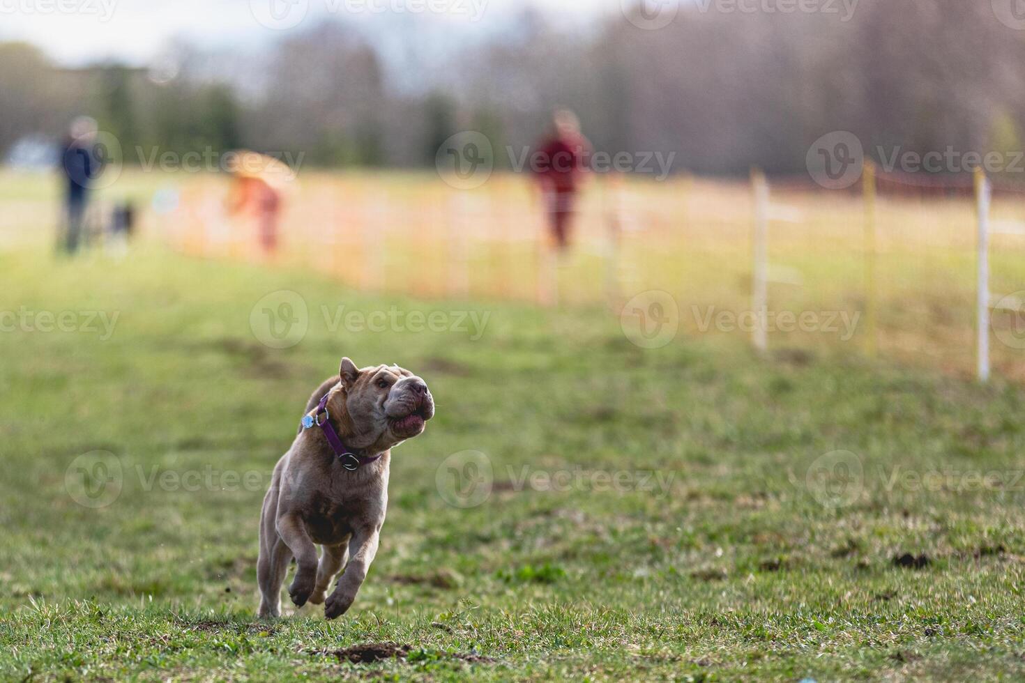 Shar Pei dog running straight on camera and chasing coursing lure on green field photo