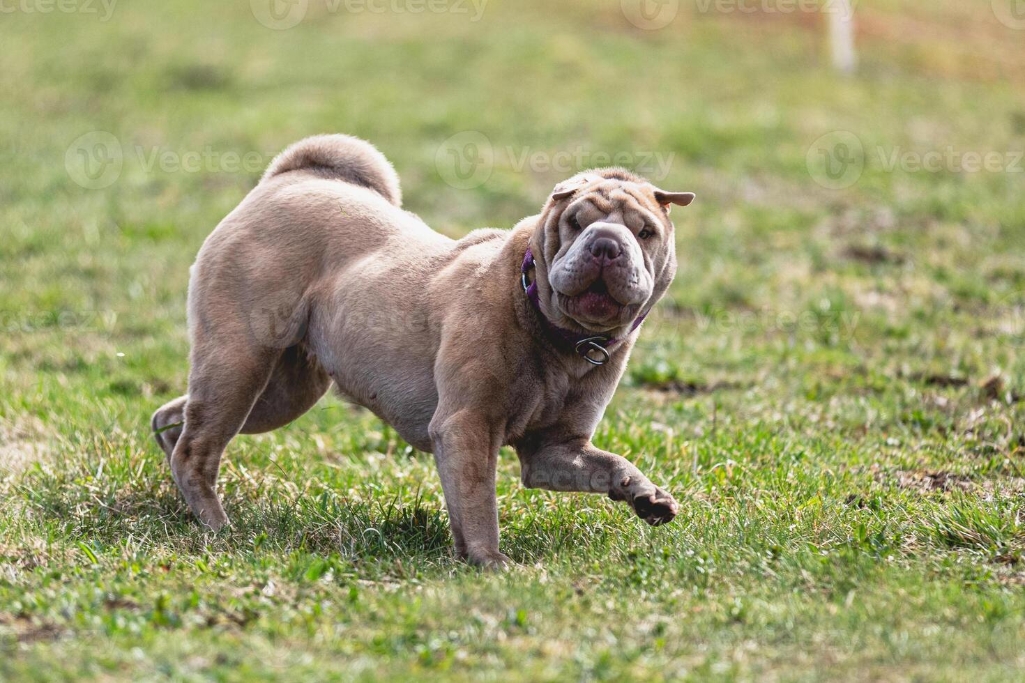 Shar Pei dog running straight on camera and chasing coursing lure on green field photo