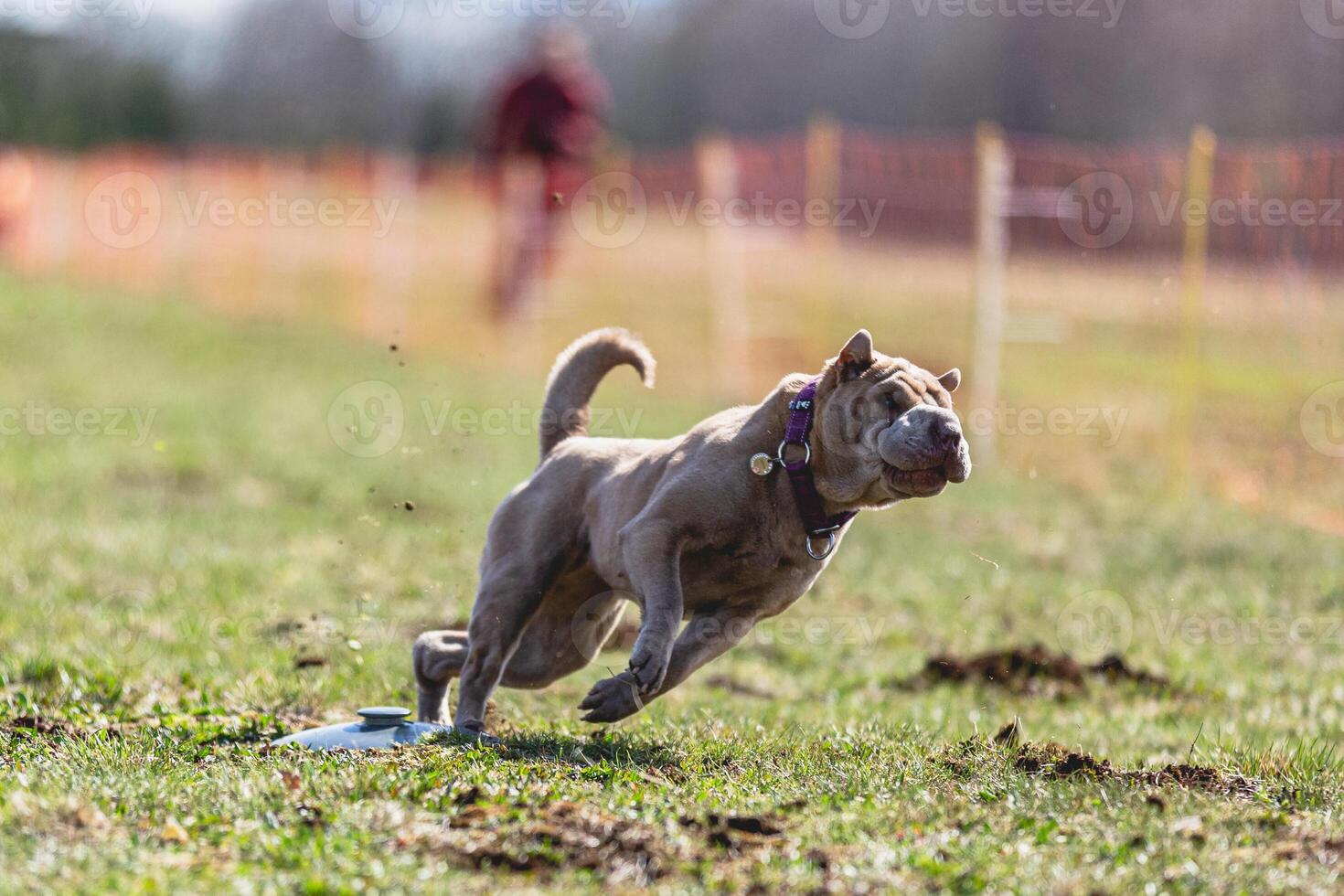 Shar Pei dog running straight on camera and chasing coursing lure on green field photo