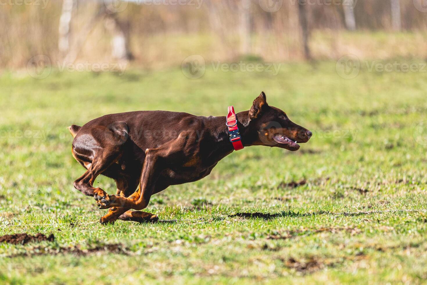 Dobermann dog running straight on camera and chasing coursing lure on green field photo